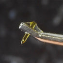 Apheta 3 阿菲特 3 改良版動圈MC唱頭