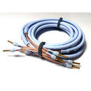 XL Annorum 喇叭線